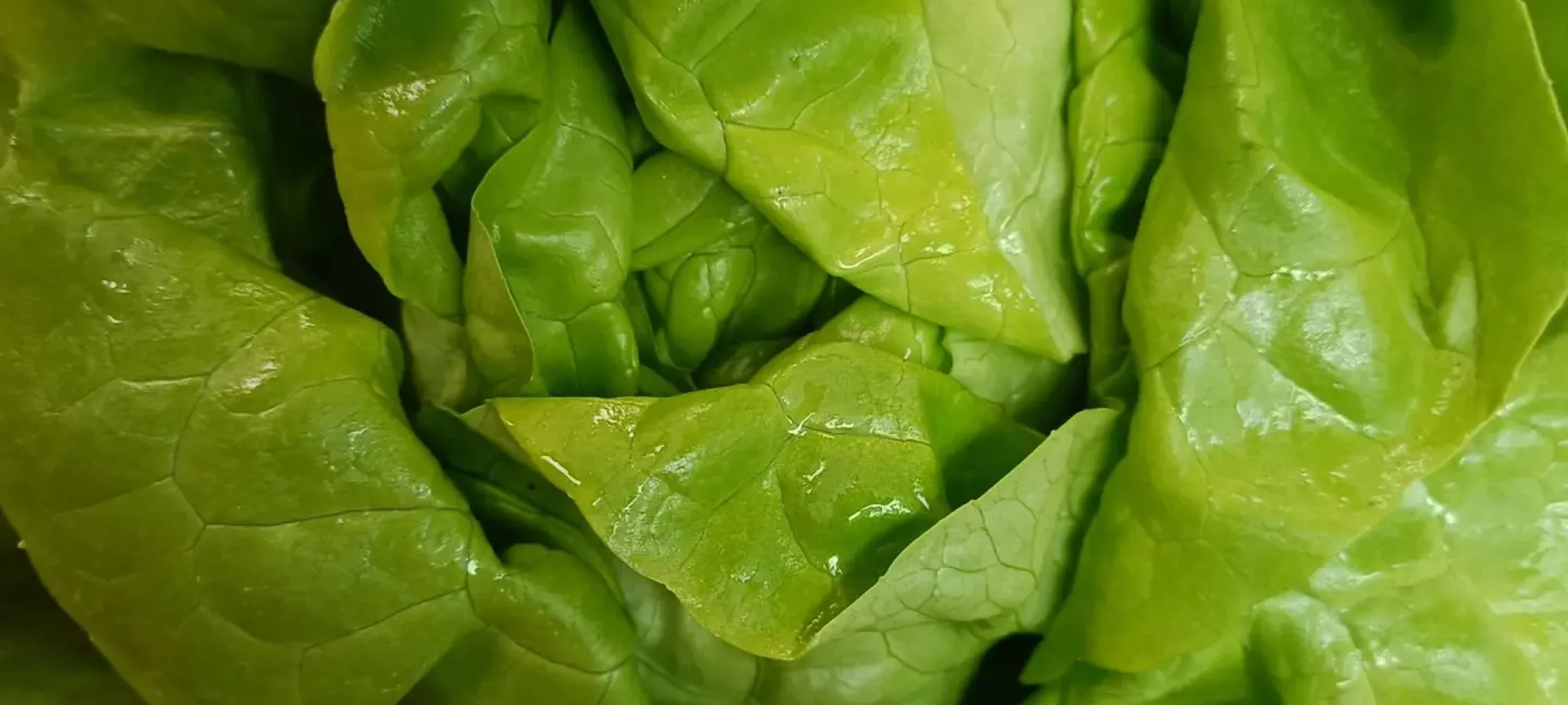 Verdura - Lechuga