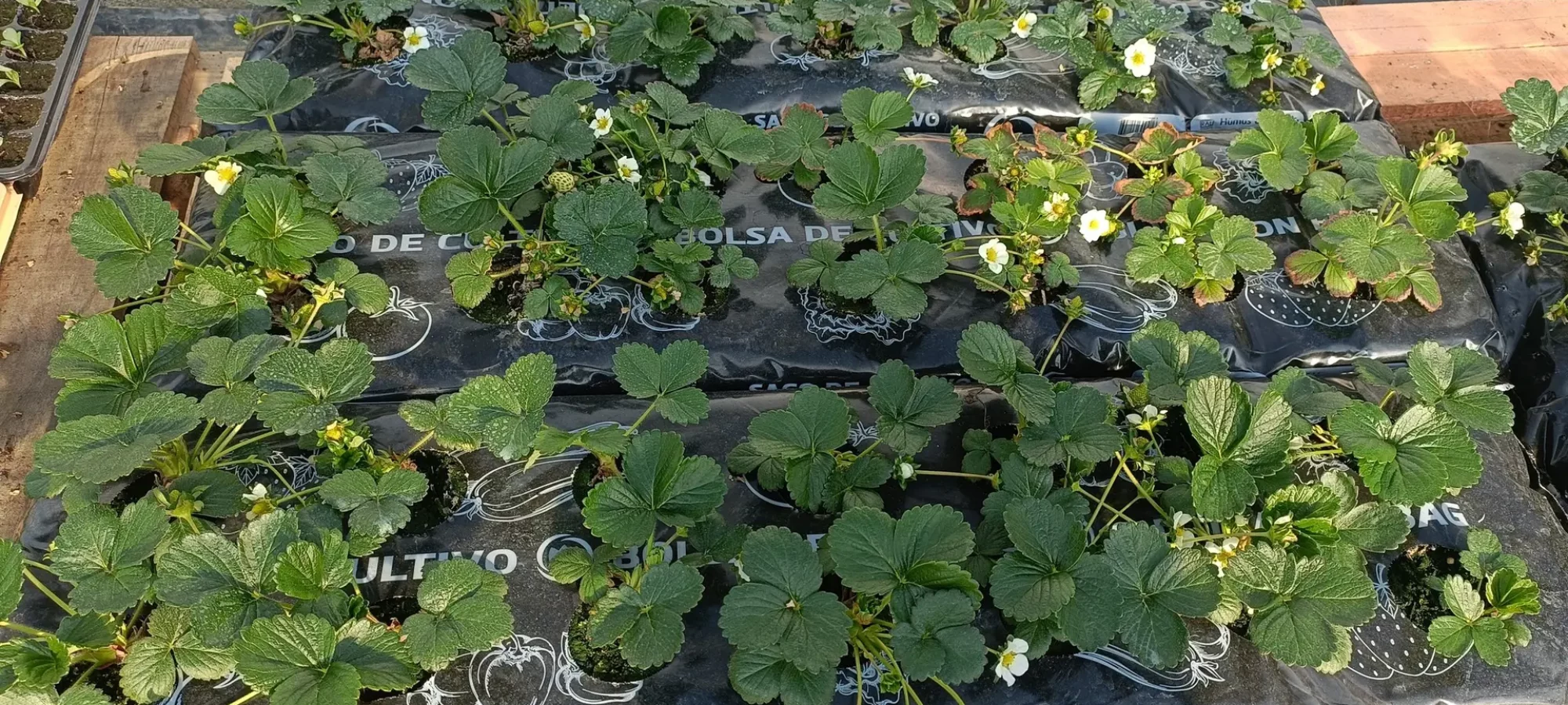 Plantas invernadero